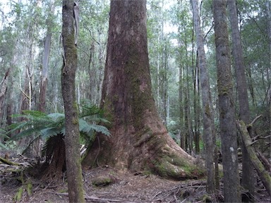 APII jpeg image of Eucalyptus regnans  © contact APII