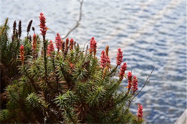 APII jpeg image of Richea scoparia  © contact APII