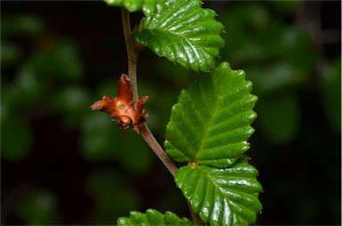 APII jpeg image of Nothofagus gunnii  © contact APII