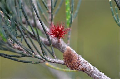 APII jpeg image of Allocasuarina monilifera  © contact APII