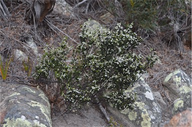 APII jpeg image of Leucopogon ericoides  © contact APII