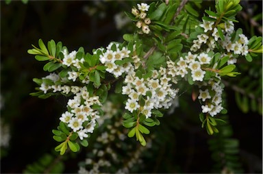 APII jpeg image of Thryptomene micrantha  © contact APII