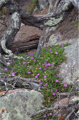 APII jpeg image of Carpobrotus rossii  © contact APII