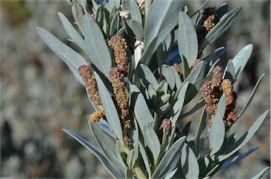 APII jpeg image of Atriplex cinerea  © contact APII