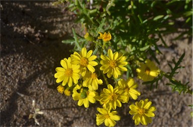 APII jpeg image of Senecio pinnatifolius var. maritimus  © contact APII