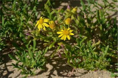 APII jpeg image of Senecio pinnatifolius var. maritimus  © contact APII