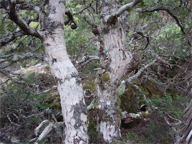 APII jpeg image of Nothofagus cunninghamii  © contact APII