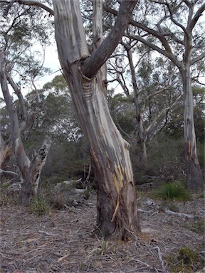 APII jpeg image of Eucalyptus ovata  © contact APII