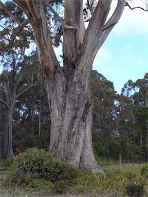 APII jpeg image of Eucalyptus globulus subsp. globulus  © contact APII