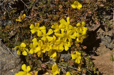 APII jpeg image of Hibbertia fasciculata  © contact APII