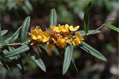 APII jpeg image of Oxylobium arborescens  © contact APII