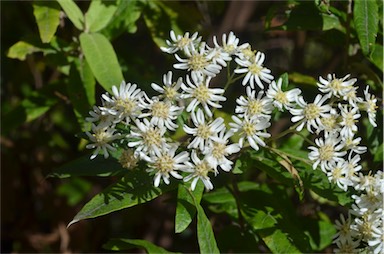 APII jpeg image of Olearia lirata  © contact APII