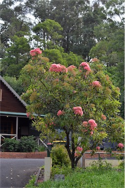 APII jpeg image of Corymbia 'Summer Beauty'  © contact APII