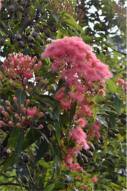 APII jpeg image of Corymbia 'Summer Beauty'  © contact APII