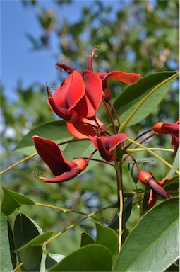 APII jpeg image of Erythrina crista-galli  © contact APII