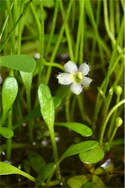 APII jpeg image of Glossostigma elatinoides  © contact APII