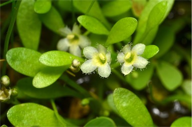 APII jpeg image of Glossostigma elatinoides  © contact APII