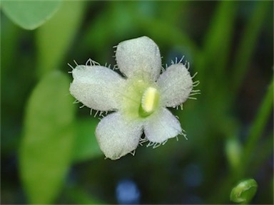 APII jpeg image of Glossostigma elatinoides  © contact APII