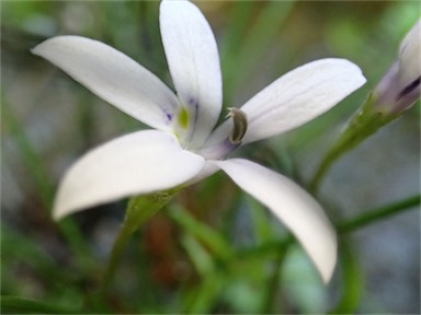 APII jpeg image of Isotoma fluviatilis  © contact APII