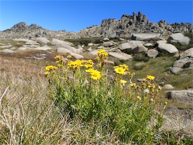 APII jpeg image of Senecio pinnatifolius var. alpinus  © contact APII