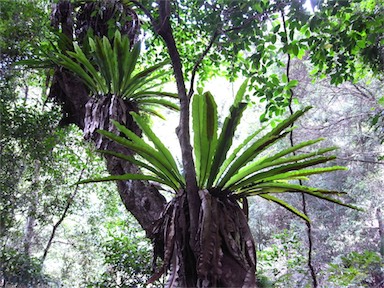 APII jpeg image of Asplenium australasicum  © contact APII