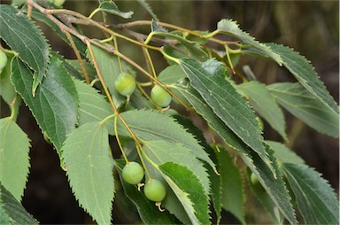 APII jpeg image of Celtis australis  © contact APII