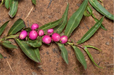 APII jpeg image of Eremophila debilis  © contact APII