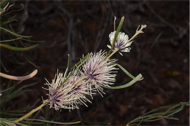 APII jpeg image of Hakea scoparia subsp. trycherica  © contact APII