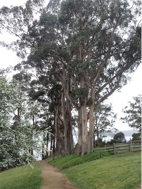 APII jpeg image of Eucalyptus globulus subsp. globulus  © contact APII