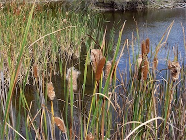 APII jpeg image of Typha orientalis  © contact APII