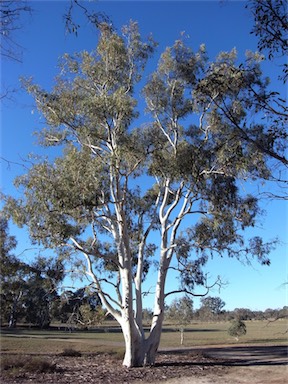 APII jpeg image of Eucalyptus mannifera  © contact APII