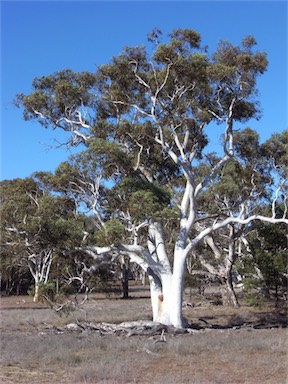 APII jpeg image of Eucalyptus mannifera  © contact APII