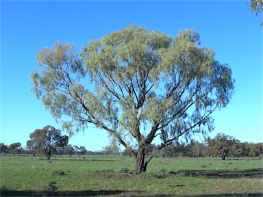 APII jpeg image of Acacia pendula  © contact APII