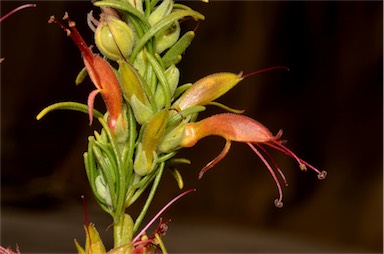 APII jpeg image of Eremophila maculata subsp. maculata  © contact APII