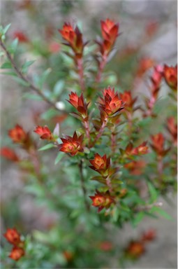 APII jpeg image of Epacris sparsa  © contact APII