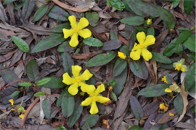 APII jpeg image of Hibbertia dentata  © contact APII