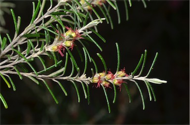 APII jpeg image of Bertya rosmarinifolia  © contact APII