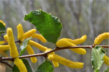 APII jpeg image of Acacia denticulosa  © contact APII