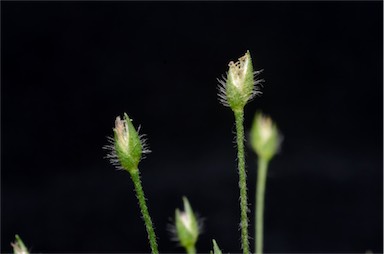 APII jpeg image of Centrolepis strigosa subsp. strigosa  © contact APII