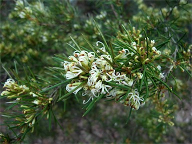 APII jpeg image of Grevillea australis  © contact APII