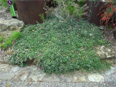 APII jpeg image of Zieria prostrata  © contact APII