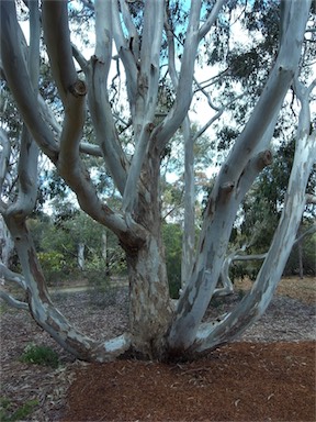 APII jpeg image of Eucalyptus amplifolia  © contact APII