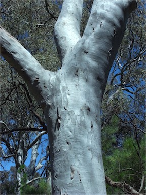 APII jpeg image of Eucalyptus mannifera  © contact APII