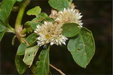 APII jpeg image of Alternanthera ficoidea  © contact APII