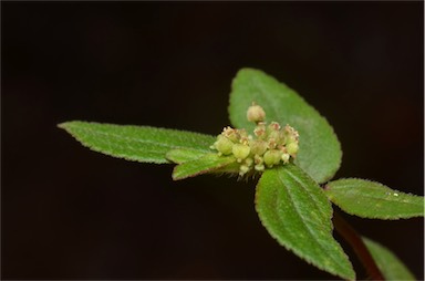 APII jpeg image of Euphorbia hirta  © contact APII