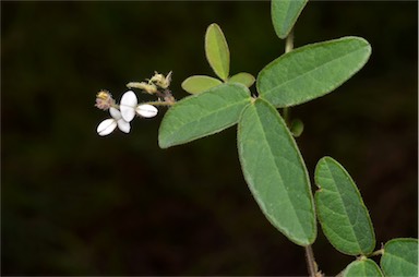 APII jpeg image of Desmodium scorpiurus  © contact APII