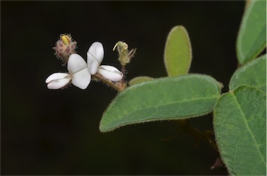 APII jpeg image of Desmodium scorpiurus  © contact APII