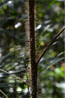 APII jpeg image of Calamus australis  © contact APII