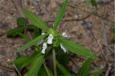 APII jpeg image of Leucas lavandulifolia  © contact APII