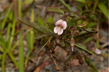 APII jpeg image of Aeschynomene villosa  © contact APII